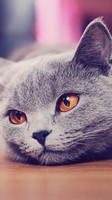descargar wallpaper de animales